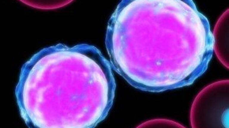 Researchers prove FLT3 â€˜is a valid therapeutic target in Acute Myeloid Leukemiaâ€™