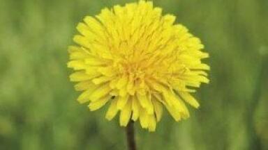 Scientists use dandelion root extract to inhibit tumour growth