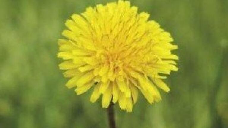 Scientists use dandelion root extract to inhibit tumour growth