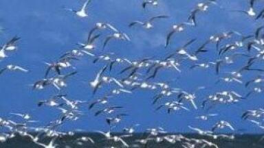 Comprehensive and rapid H5N1 bird flu test kit developed