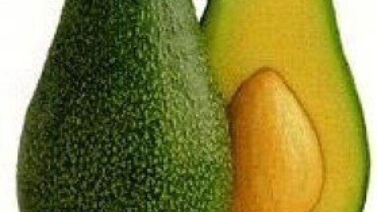 US researchers looking at ways of battling avocado-attacking beetles