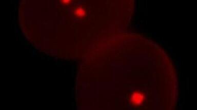 Measuring absolute density in active species could lead to better treatments