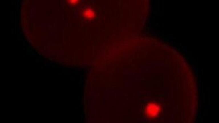 Measuring absolute density in active species could lead to better treatments