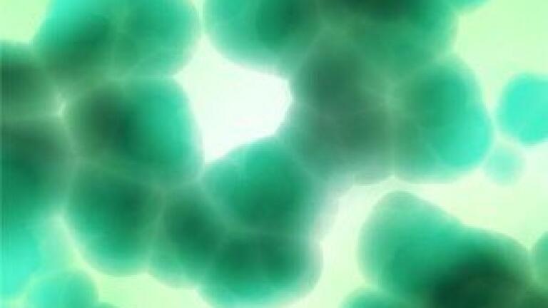 World first discovery of AEG in cyanobacteria, say scientists