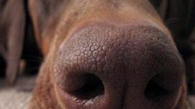 Dog's snout mimicked by nanotechnology to sniff out bombs