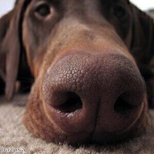 Dog's snout mimicked by nanotechnology to sniff out bombs