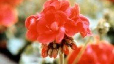 Mass spectrometry shows presence of DMAA in some Chinese geraniums