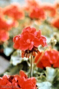 Mass spectrometry shows presence of DMAA in some Chinese geraniums