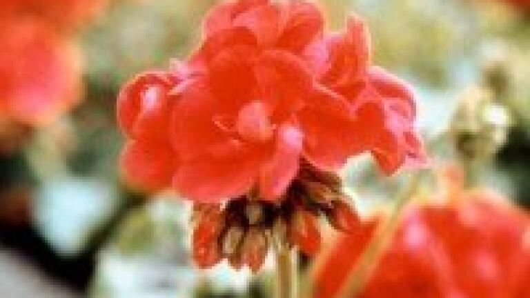 Mass spectrometry shows presence of DMAA in some Chinese geraniums