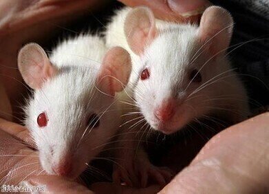 False memories incepted into mice in new study 
