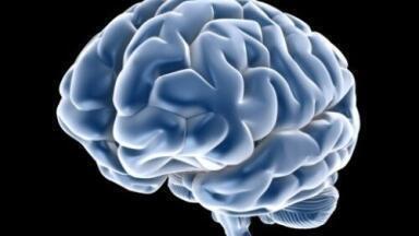 Lab grows 'mini human brains'