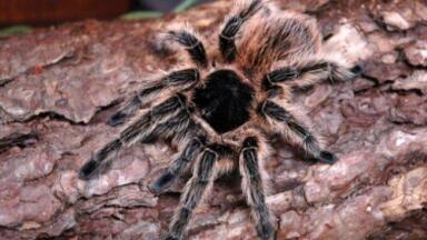 Spider venom could hold key to effective insecticides