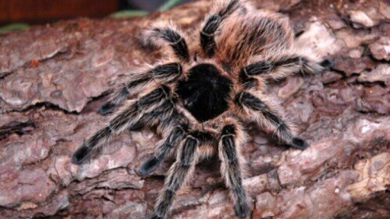 Spider venom could hold key to effective insecticides