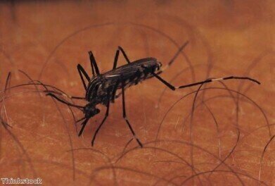 Molecular target to control malaria identified