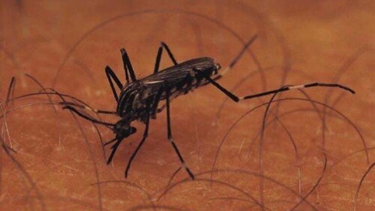 Molecular target to control malaria identified