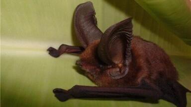 Sars-like coronavirus discovered in bats
