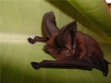 Sars-like coronavirus discovered in bats
