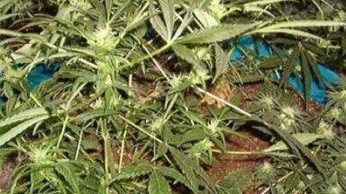 Cannabinoids tested in new drug trial