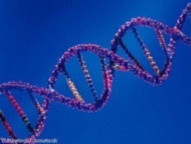 Gene expression found to be regulated by certain protein