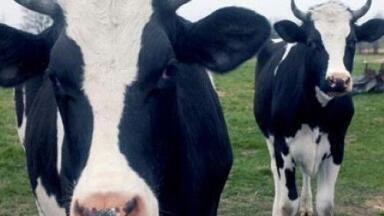 Genetic clues highlight possibility of cattle resistance to TB
