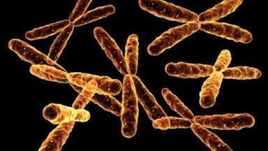 Scientists create first synthetic chromosome for yeast