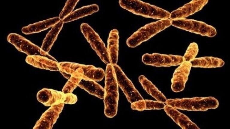 Scientists create first synthetic chromosome for yeast