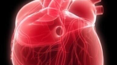 Living organ regeneration 'first'