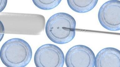 High BMI stem-cell donors 'have no side effects'