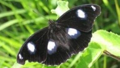 Butterfly 'eyespots' offer evolution progress