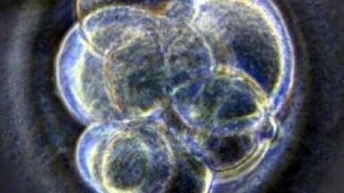 Scientists successfully transplant stem cells