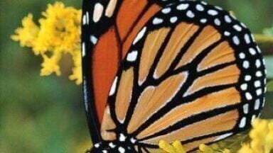 Butterflies employ a compass during migration