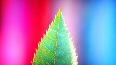 How to See a Rainbow in a Leaf – Chromatography for Kids