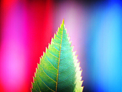 How to See a Rainbow in a Leaf – Chromatography for Kids
