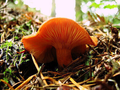 Why Do Candy Cap Mushrooms Taste Like Maple Syrup?
