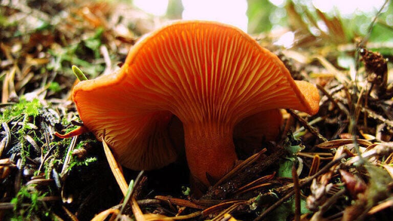 Why Do Candy Cap Mushrooms Taste Like Maple Syrup?