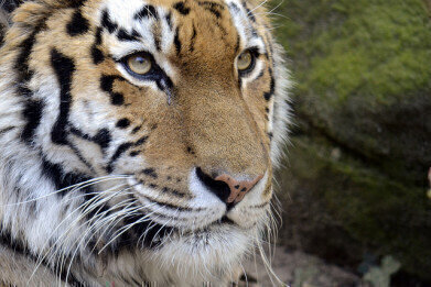Find Out Why Zookeepers Love Chromatography ... And Why Siberian Tigers Don't
