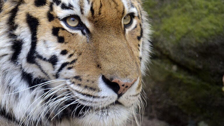 Find Out Why Zookeepers Love Chromatography ... And Why Siberian Tigers Don't