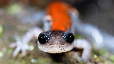 Do Salamander’s Hold the Key to Superhuman Healing? Chromatography Explores