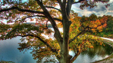Saving America’s Chestnut Trees with Wheat and Chromatography