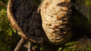 This Can’t Be the Reason We Love Truffles, Can It? Chromatography Investigates