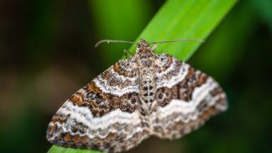 Discovering How Insects Communicate — Chromatography Investigates