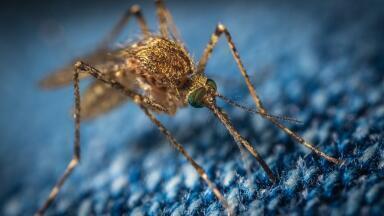 Fighting Malaria’s ‘Bad Air’ with Chromatography