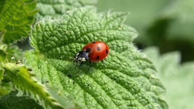 What is Chemical Ecology?