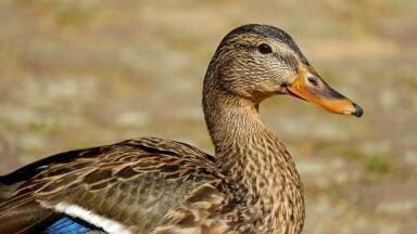 Chromatography Studies Prove that Duck Meat Isn’t So Unhealthy, After All