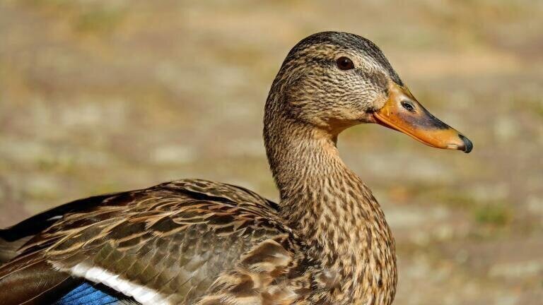 Chromatography Studies Prove that Duck Meat Isn’t So Unhealthy, After All