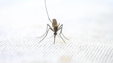 Chromatography Boosts Malaria Control Efforts