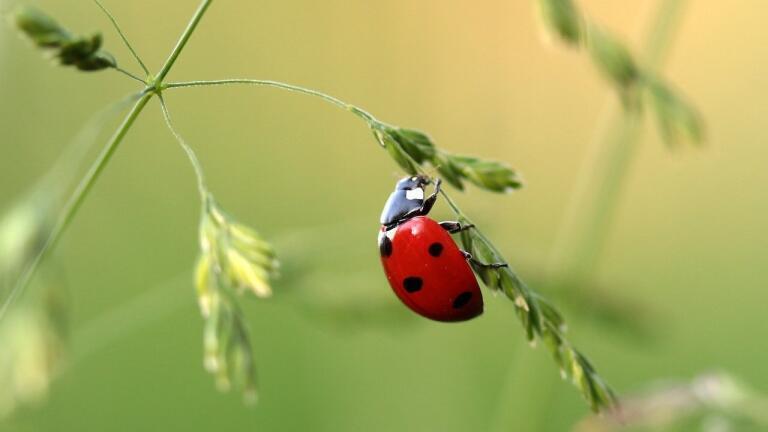 Stinky Wine ­­— A Ladybird Legacy?