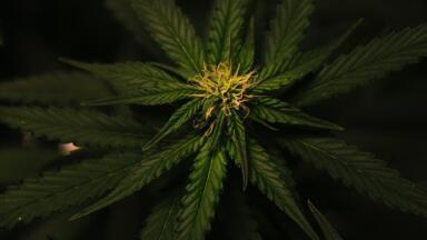 Is Legalised Cannabis Really Safer than Illegal Cannabis?