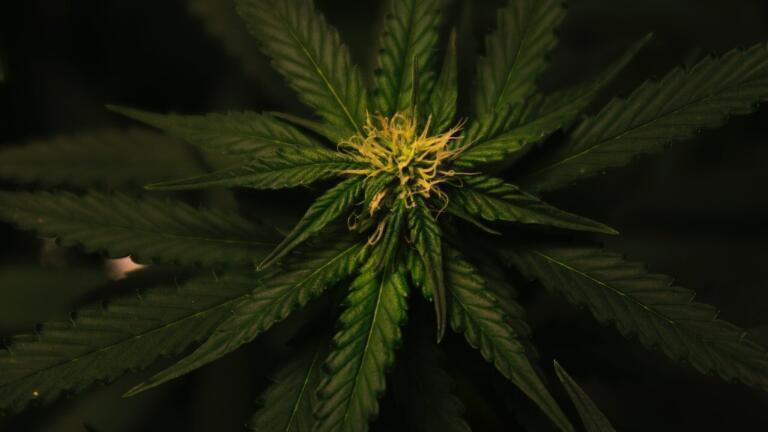 Is Legalised Cannabis Really Safer than Illegal Cannabis?