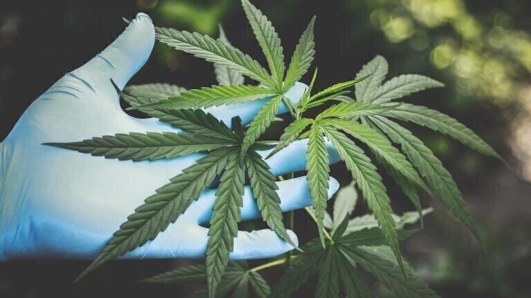 Tracking the progression of Legal Cannabis Production with Chromatography